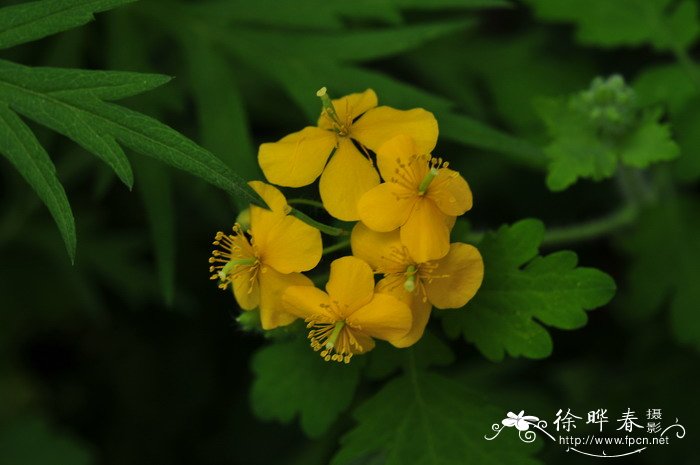 花叶杞柳