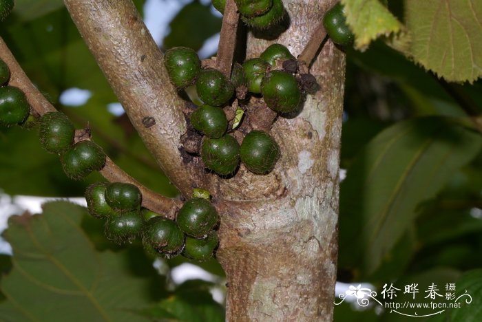 郁金香种球怎么种植方法