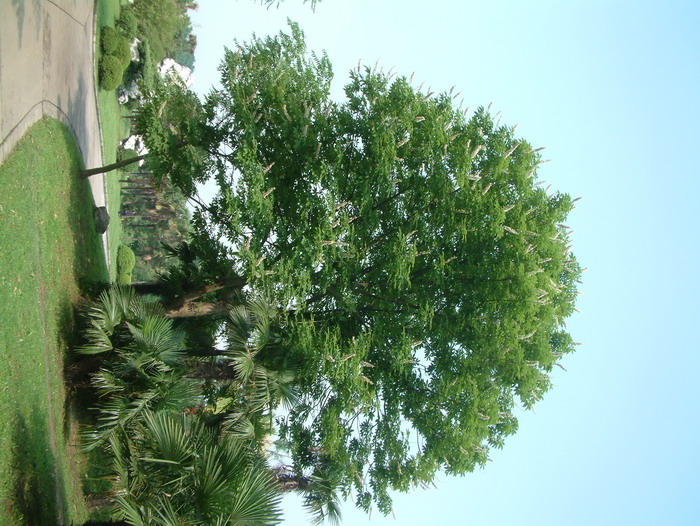 教师节送什么花好