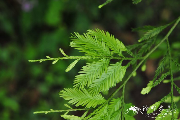 兰花的习性