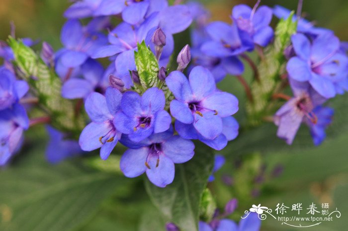 对节白蜡树价格