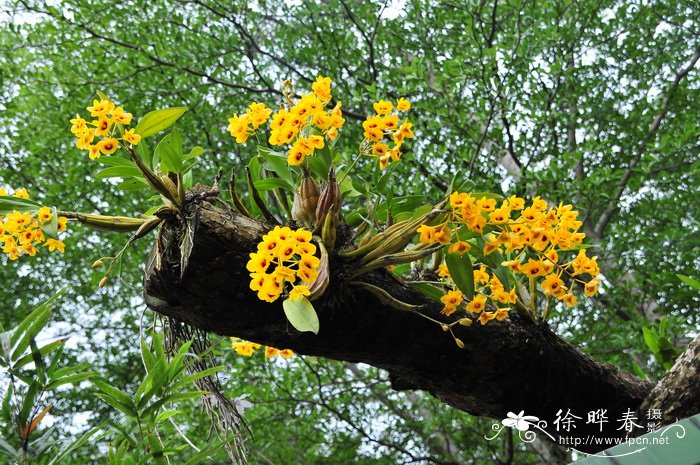 25朵玫瑰花语