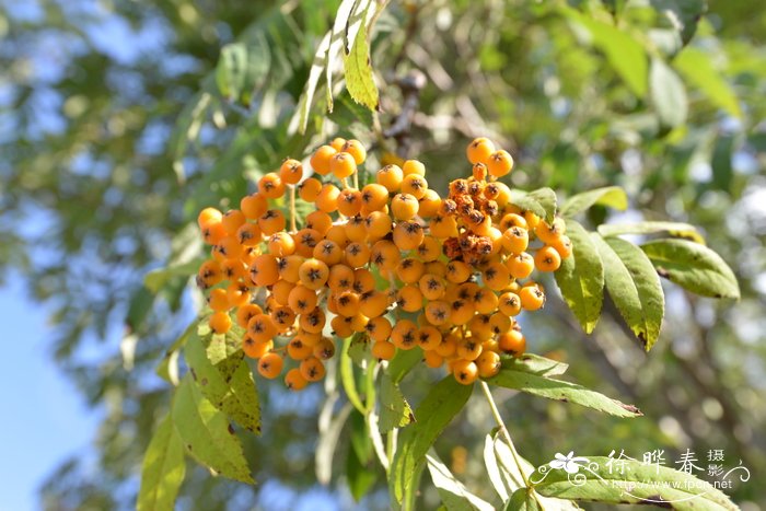 茶花球