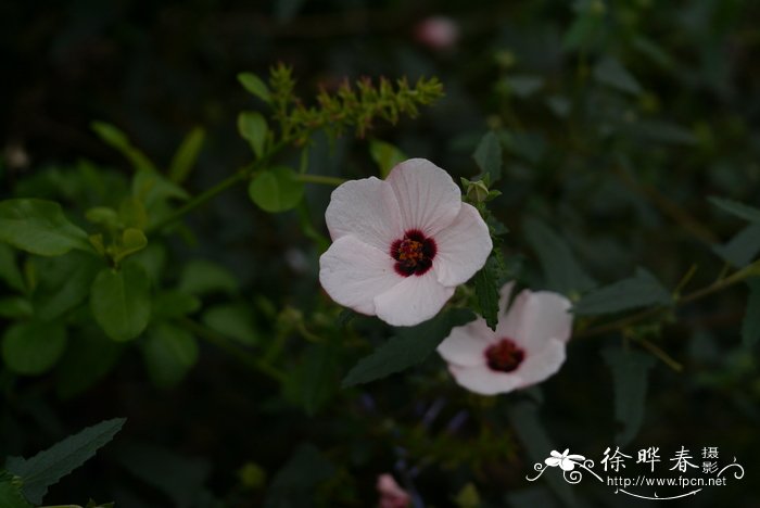 植物妈妈有办法还有哪些植物传播种子的方法