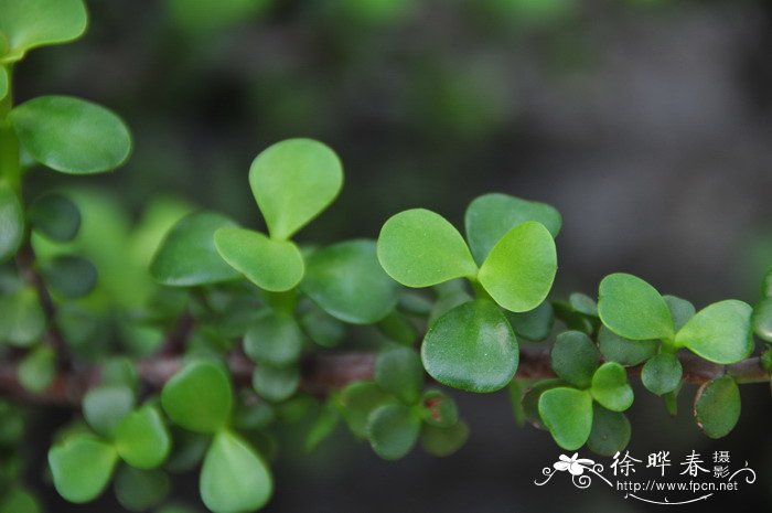 南京赏梅花的地方