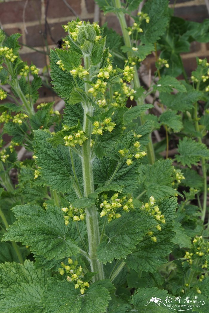 夕颜花是牵牛花吗