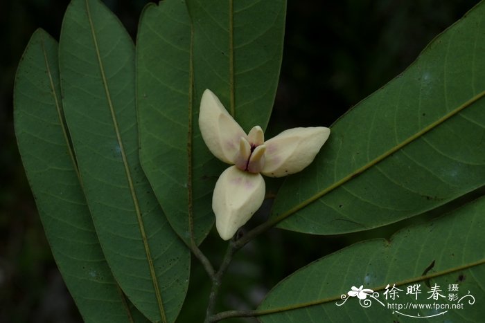 植物如何传播种子