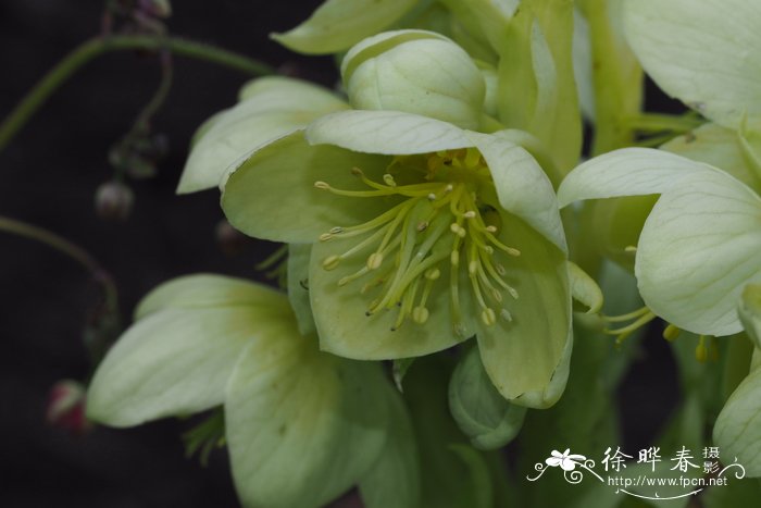 茉莉花的养殖方法