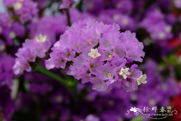 木棉花图片花语