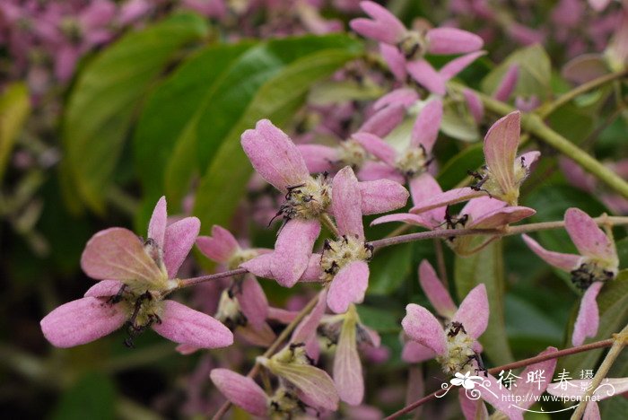 百合花的特点