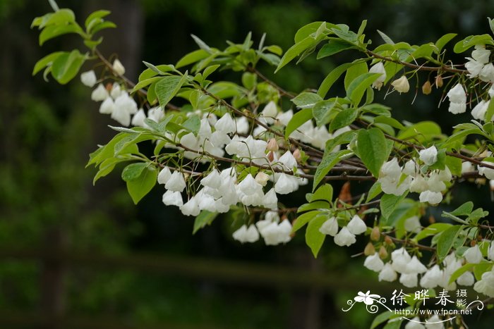 樱花树苗几年开花