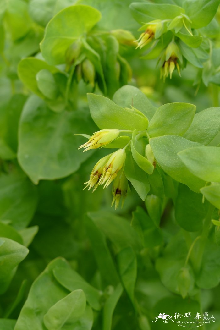 山东桂花怎样越冬