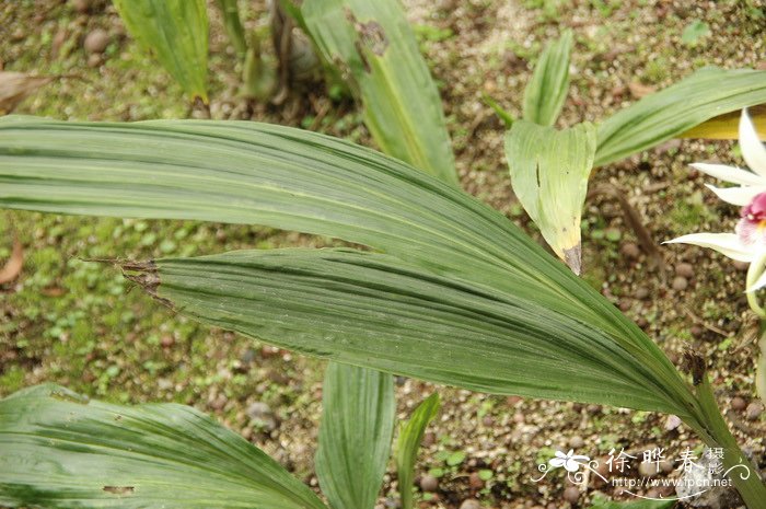 新手适合养的10种花