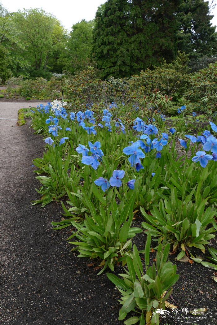 矢车菊