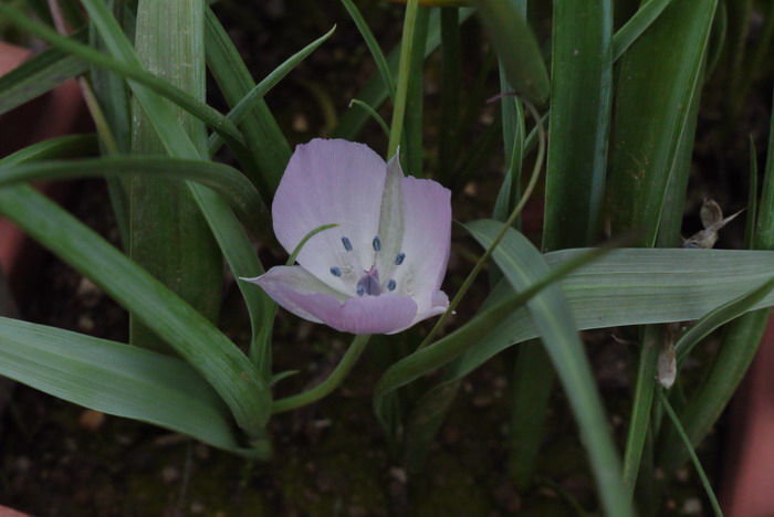 虎头茉莉