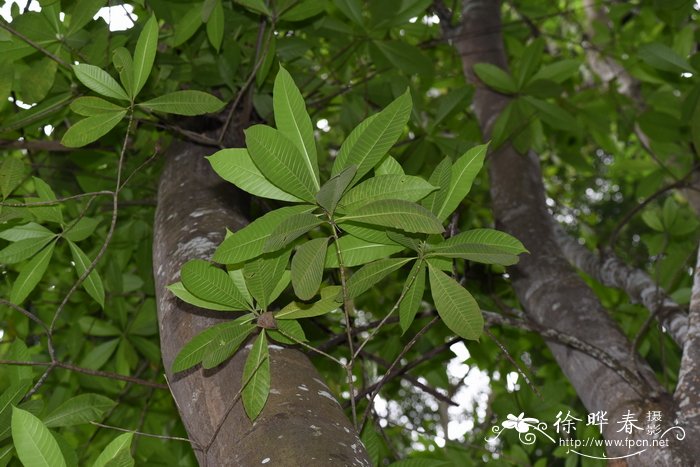 葡萄树苗葡萄树苗