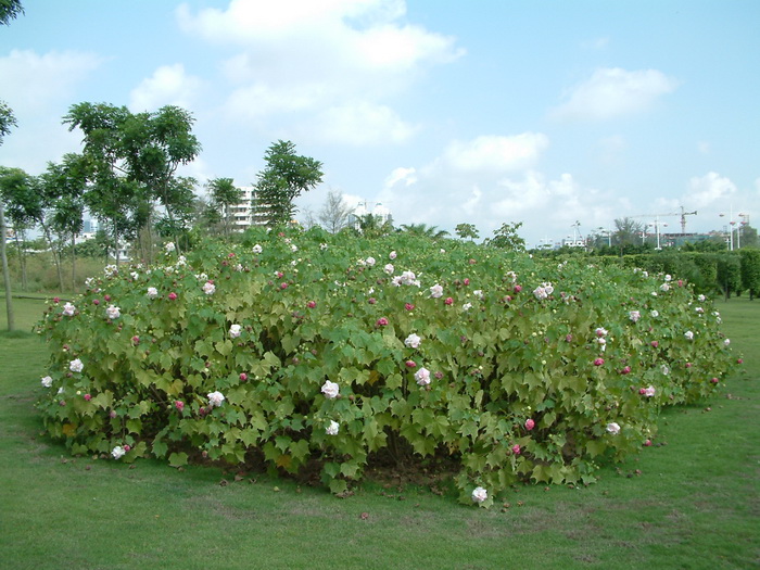 木香花图片