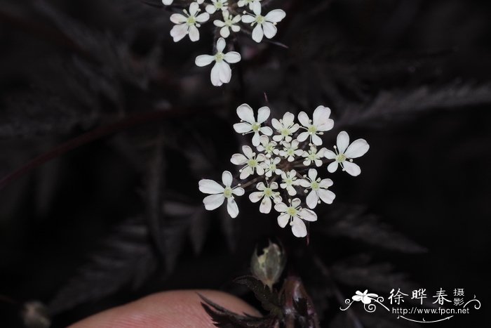 香草图片 香料