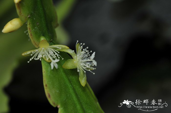 小桂花树苗