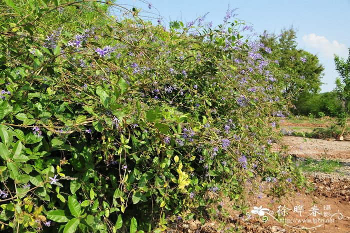 情人节送鲜花