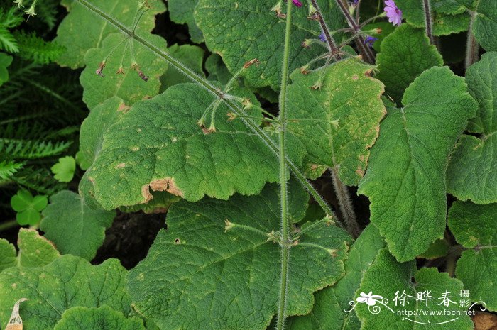 梅花什么季节开花