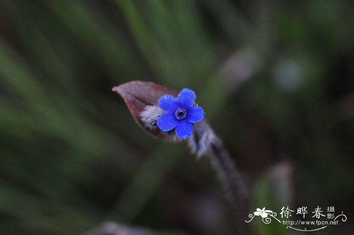 火山榕