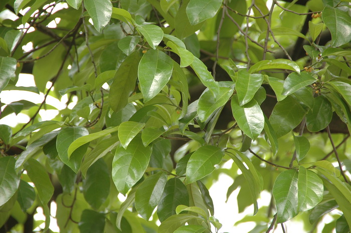 高产油茶苗