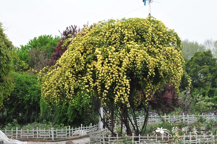 野麦子