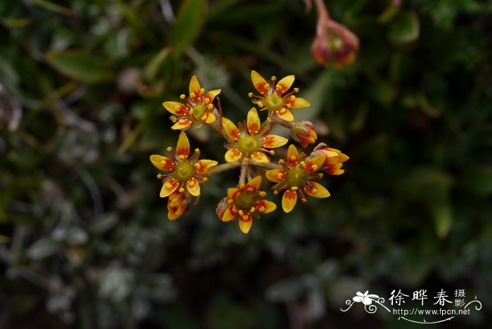 送老师鲜花禁忌