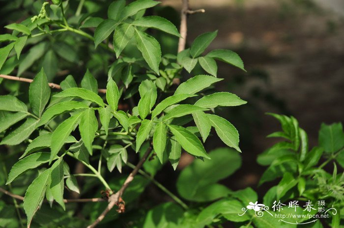 白芨的种植