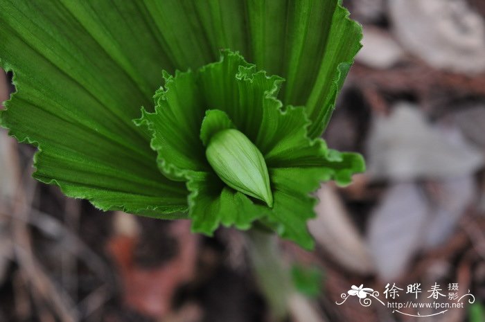 苋菜种植