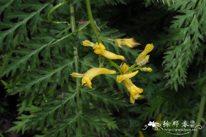 教师节送什么花好