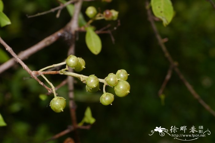 茶花球