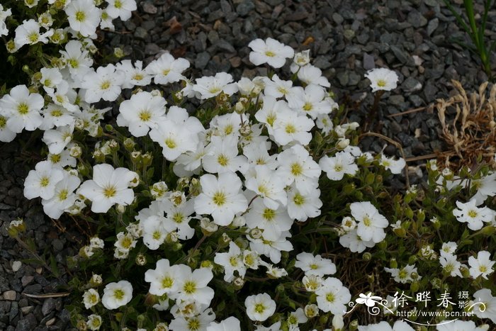 栀子花叶子发黄