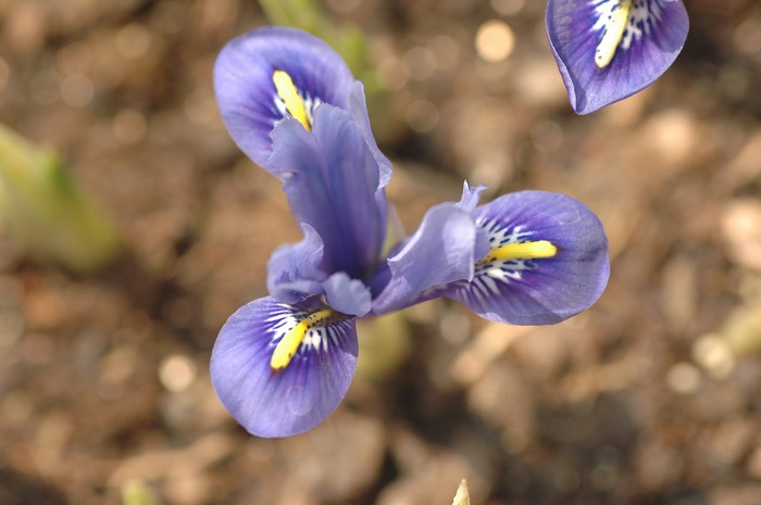 白玉兰花树