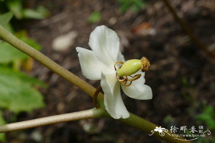 野芥菜