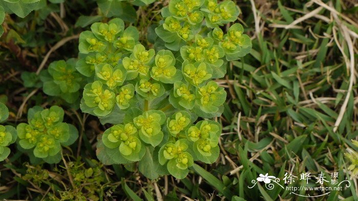 冬青花树