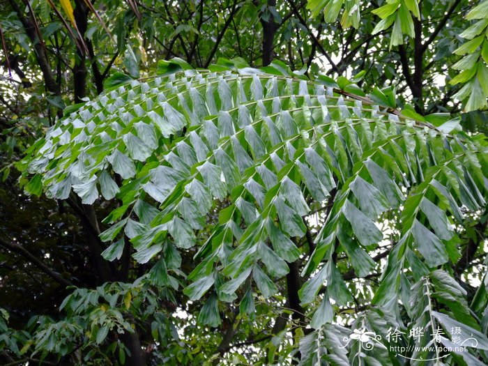 小丽花是一年生还是多年生