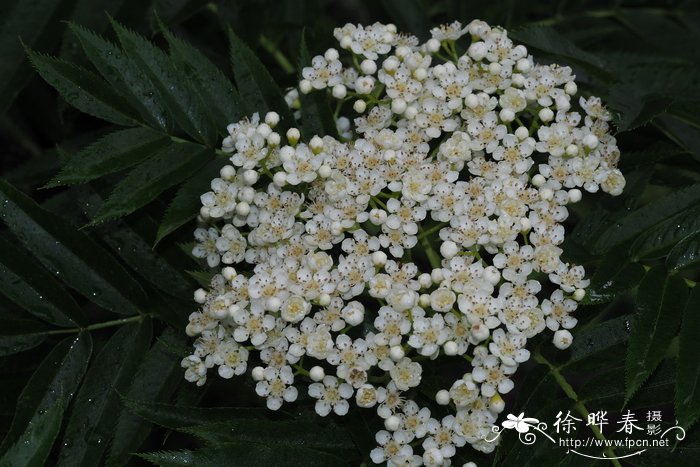 向阳花