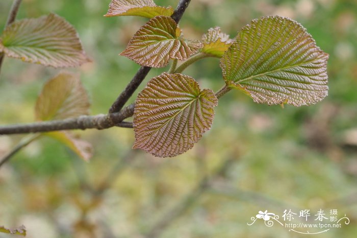 山茶花几月开