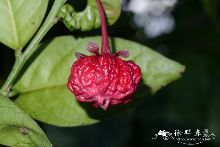 各种花的开花时间