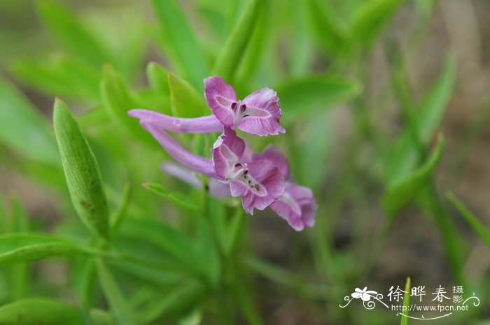 桑葚什么季节成熟