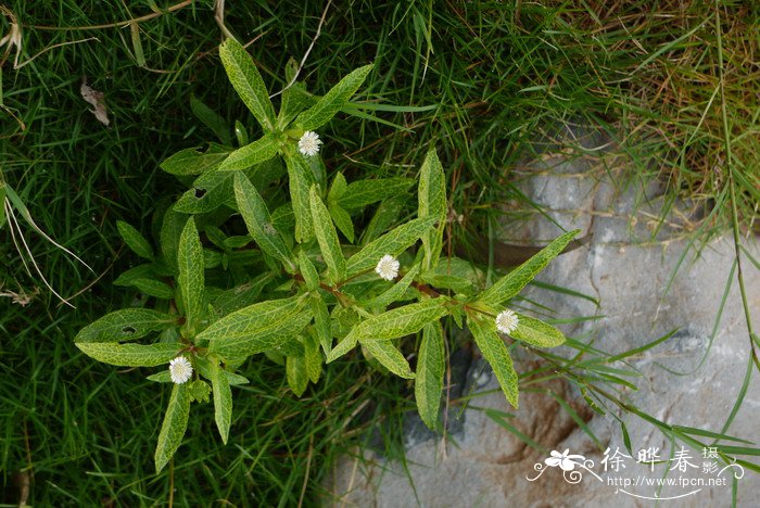 李子苗批发基地