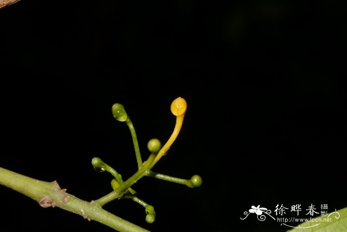 牵牛花的资料