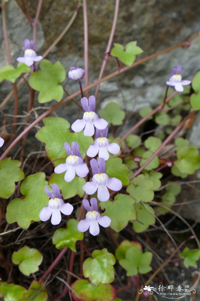 油菜花什么季节开 