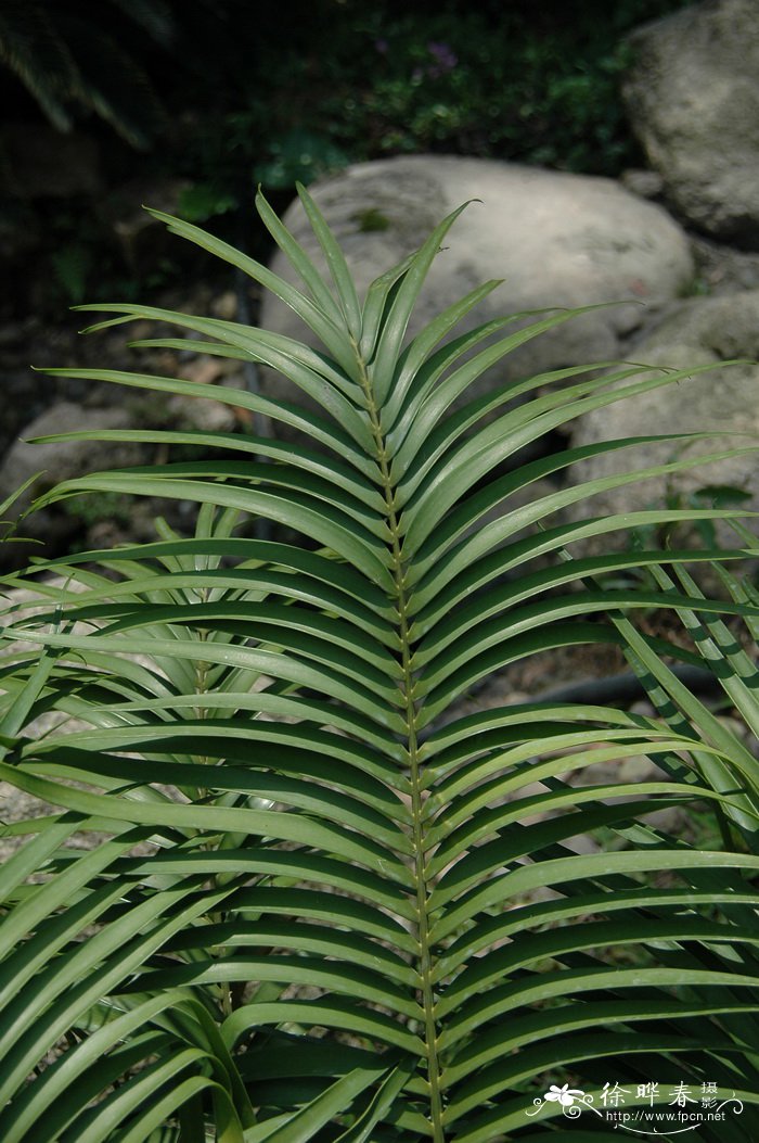 缅甸花梨木