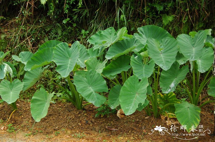 植物多肉的照片