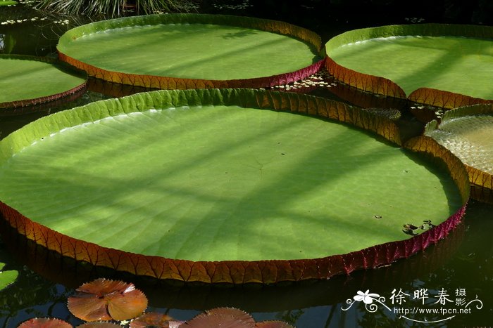 风信子花