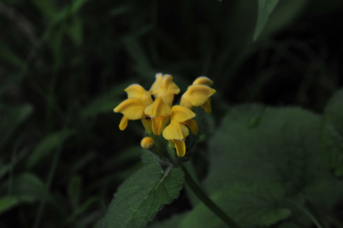 百合花的其他