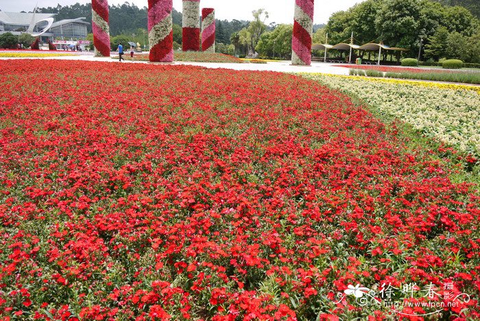 中国国花是什么花名